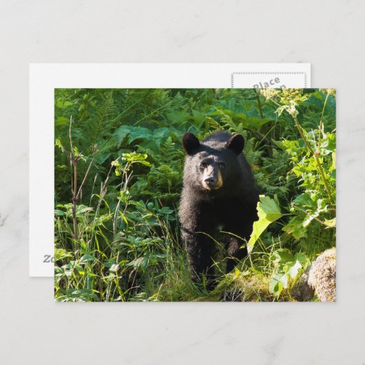 Neuartiger Schwarzbär Postkarte (Vorne/Hinten)