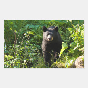 Neuartiger Schwarzbär Rechteckiger Aufkleber