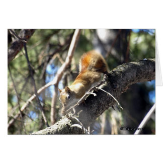 Neuartiges Eichhörnchen