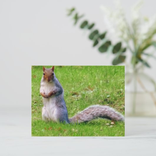 Neuartiges Eichhörnchen Postcard Postkarte (Stehend Vorderseite)