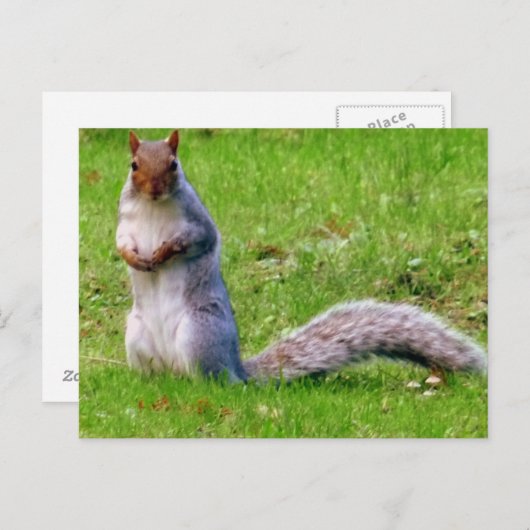 Neuartiges Eichhörnchen Postcard Postkarte (Vorne/Hinten)
