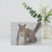 Neuartiges Eichhörnchen Postkarte (Stehend Vorderseite)
