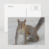 Neuartiges Eichhörnchen Postkarte (Vorne/Hinten)