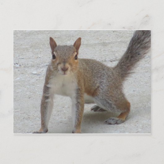 Neuartiges Eichhörnchen Postkarte (Vorderseite)