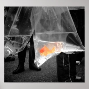 Neuartiges Goldfish Poster / Bild