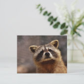 Neuartiges Raccoon-Foto Postkarte (Stehend Vorderseite)