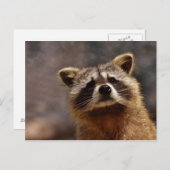 Neuartiges Raccoon-Foto Postkarte (Vorne/Hinten)