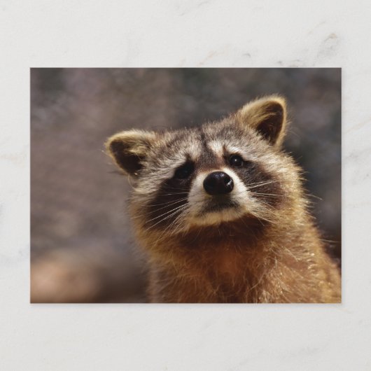 Neuartiges Raccoon-Foto Postkarte (Vorderseite)