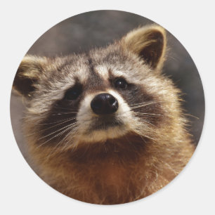Neuartiges Raccoon-Foto Runder Aufkleber