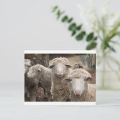 Neuartiges Schaf Postkarte (Stehend Vorderseite)