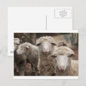 Neuartiges Schaf Postkarte (Vorne/Hinten)