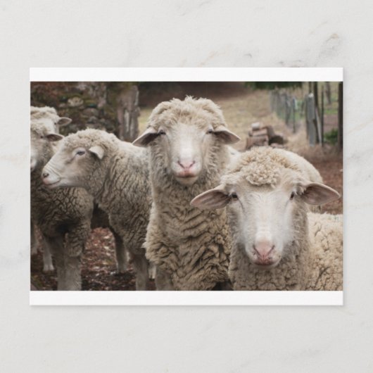 Neuartiges Schaf Postkarte (Vorderseite)
