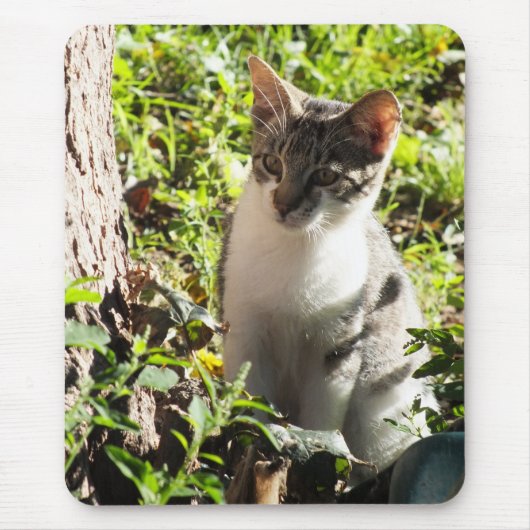 Neuartiges Tiger und weißes Kitten-Mauspad Mousepad (Vorne)