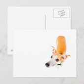 Neuartiges Whippet Postkarte (Vorne/Hinten)