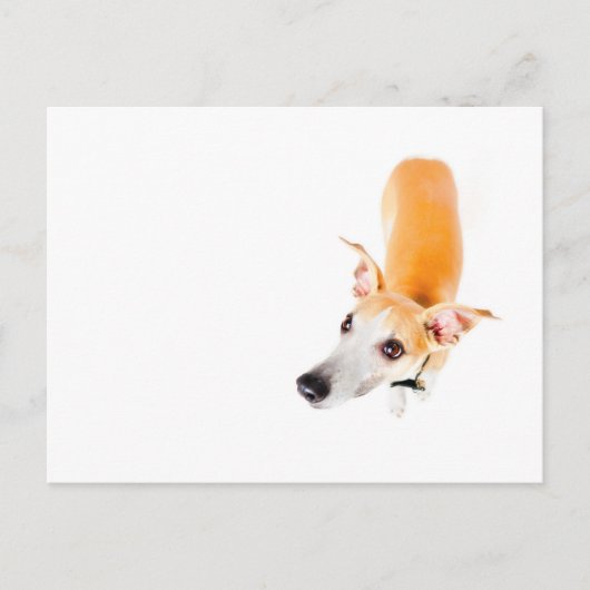 Neuartiges Whippet Postkarte (Vorderseite)