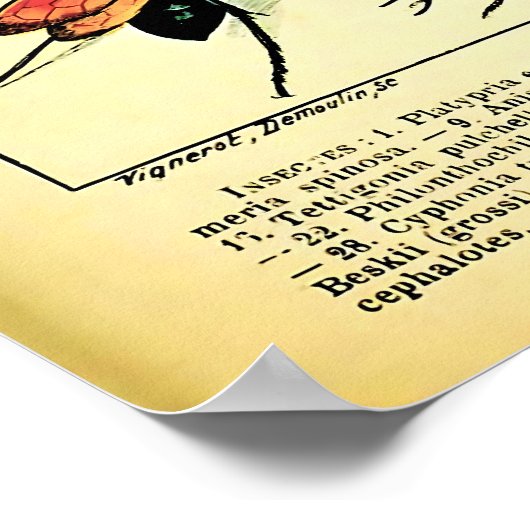 Neuauflage der Adolphe Millot Natur Kreaturen Inse Poster (Ecke)