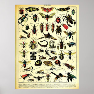 Neuauflage der Adolphe Millot Natur Kreaturen Inse Poster