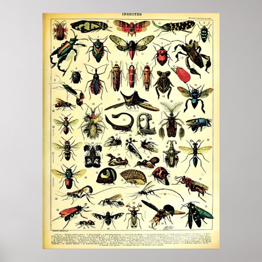 Neuauflage der Adolphe Millot Natur Kreaturen Inse Poster (Vorne)
