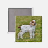 Neuborn Boer Goat Kid Magnet (Vorderseite/Rückseite)