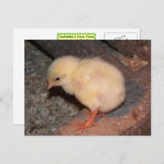 Neuborn Chick Postkarte (Vorne/Hinten)