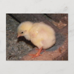 Neuborn Chick Postkarte