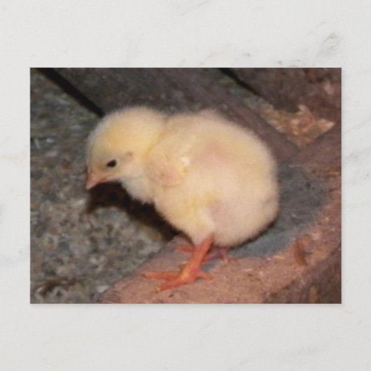 Neuborn Chick Postkarte (Vorderseite)