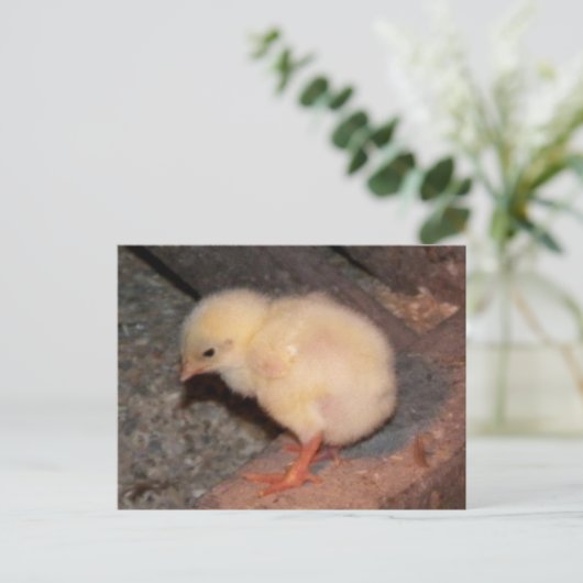 Neuborn Chick Postkarte (Stehend Vorderseite)