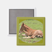 Neuborn Colt Magnet (Vorderseite/Rückseite)