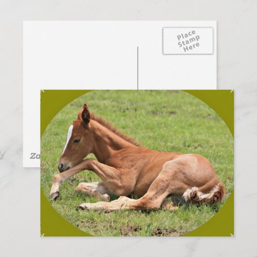 Neuborn Colt Postkarte (Vorne/Hinten)