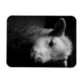 Neuborn Lamb Magnet (Horizontal)