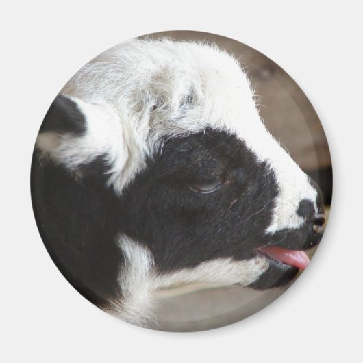 Neuborn Lamb Magnet (Vorne)