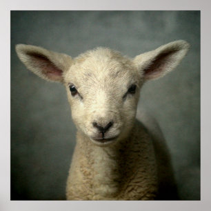 Neuborn Lamb Poster
