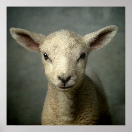 Neuborn Lamb Poster (Vorne)