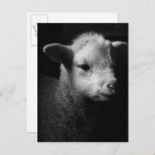 Neuborn Lamb Postkarte (Vorne/Hinten)