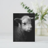 Neuborn Lamb Postkarte (Stehend Vorderseite)