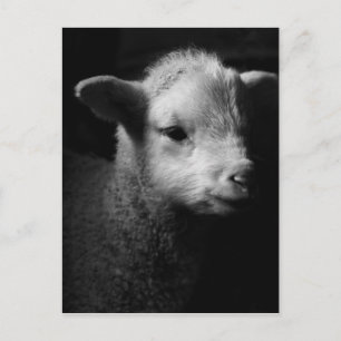 Neuborn Lamb Postkarte