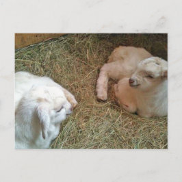 Neuborn Twin Bucklings Postcard Postkarte