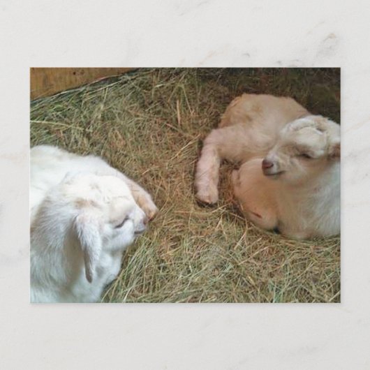 Neuborn Twin Bucklings Postcard Postkarte (Vorderseite)