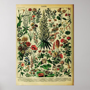 Neue Adolphe Millot Naturposter: Blume Poster