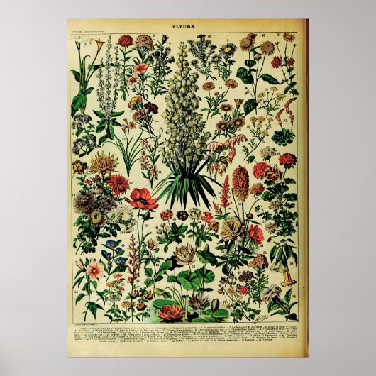 Neue Adolphe Millot Naturposter: Blume Poster (Vorne)