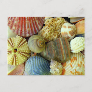 Neue Adresse Seeigel und Muscheln Postkarte