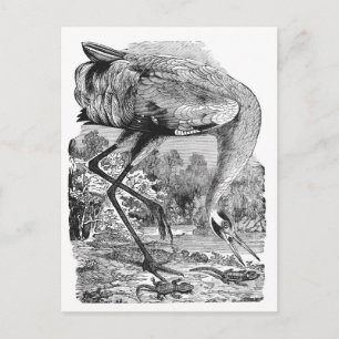 Neue Adresse   Vintager Bird   BW   Kranich Ankündigungspostkarte