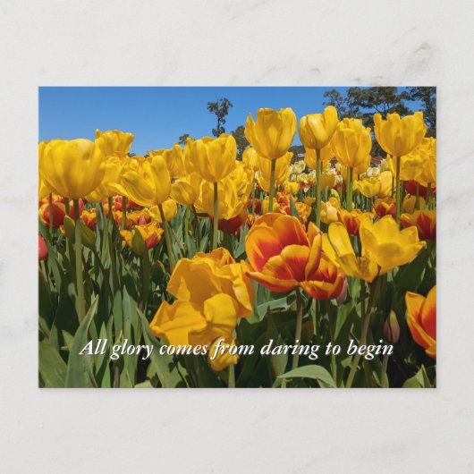 Neue Anfänge Frühlinggelbe Tulip-Blume Postkarte (Vorderseite)