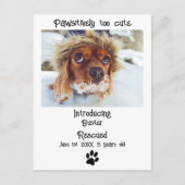 Neue Ankündigung von Haustieren Postkarte (Vorderseite)
