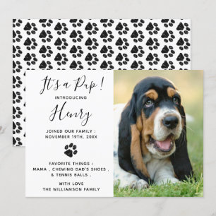 Neue Ankündigung von Hunden für Haustiere