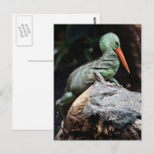 Neue Arten Postkarte (Vorne/Hinten)