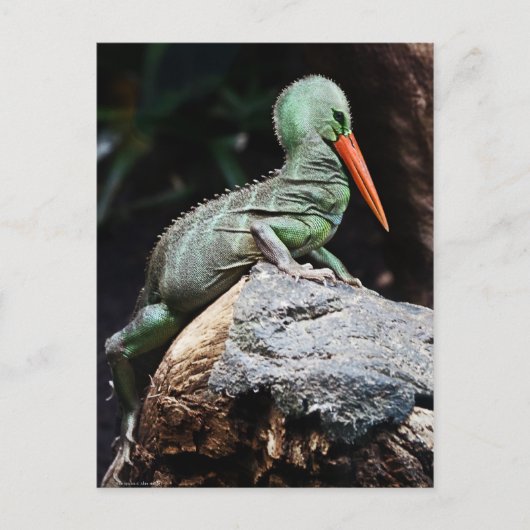 Neue Arten Postkarte (Vorderseite)