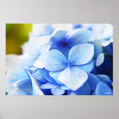 Neue Blues Poster (Vorne)