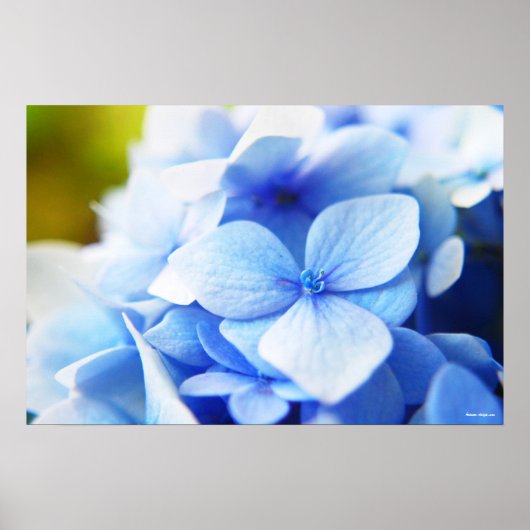 Neue Blues Poster (Vorne)