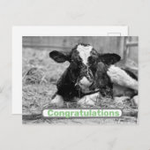 Neue Calf Baby Herzlichen Glückwunsch Postcard Postkarte (Vorne/Hinten)